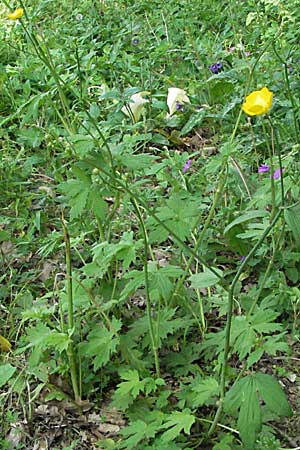 Ranunculus lanuginosus \ Wolliger Hahnenfu / Woolly-Leaved Buttercup, F Corbières, Talairan 13.5.2007