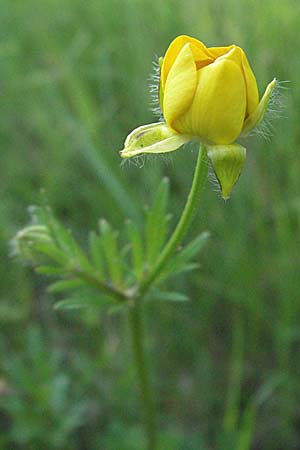 Ranunculus bulbosus \ Knolliger Hahnenfu / Bulbous Buttercup, F Dept. Aveyron,  Tiergues 15.5.2007