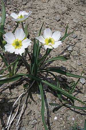 Ranunculus kuepferi \ K&uuml;pfers Hahnenfu� / Kuepfer's Buttercup, F Col Agnel 22.6.2008