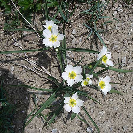 Ranunculus kuepferi \ K&uuml;pfers Hahnenfu� / Kuepfer's Buttercup, F Col Agnel 22.6.2008