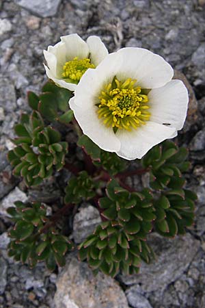 Ranunculus glacialis \ Gletscher-Hahnenfu / Glacier Crowfoot, F Col Agnel 22.6.2008