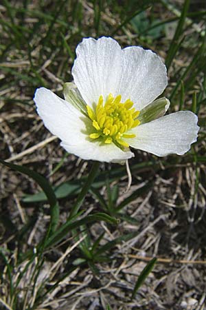 Ranunculus pyrenaeus \ Pyrenen-Hahnenfu / Pyrenean Buttercup, F Pyrenäen/Pyrenees, Eyne 25.6.2008