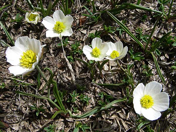 Ranunculus pyrenaeus \ Pyrenen-Hahnenfu / Pyrenean Buttercup, F Pyrenäen/Pyrenees, Eyne 25.6.2008