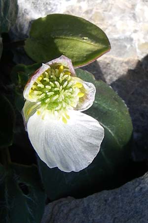 Ranunculus parnassifolius \ Herzblttriger Hahnenfu / Parnassus-Leaved Buttercup, F Col de Lautaret Botan. Gar. 28.6.2008