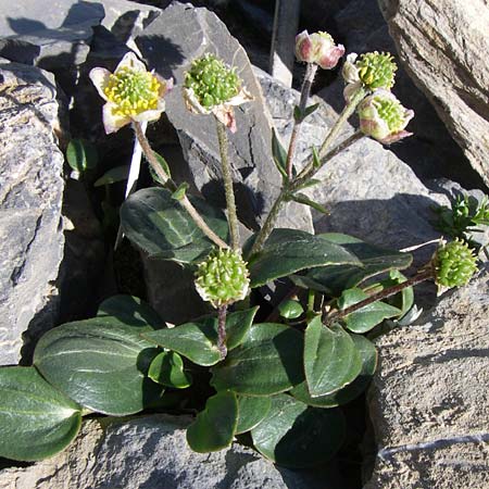 Ranunculus parnassifolius \ Herzblttriger Hahnenfu / Parnassus-Leaved Buttercup, F Col de Lautaret Botan. Gar. 28.6.2008