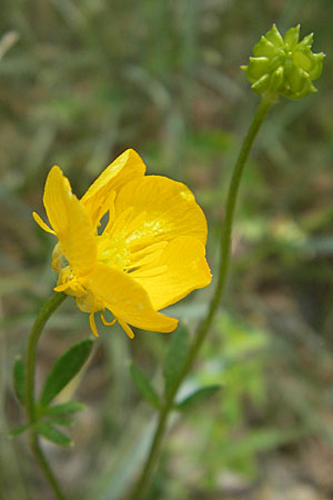 Ranunculus bulbosus \ Knolliger Hahnenfu / Bulbous Buttercup, F Millau 30.5.2009