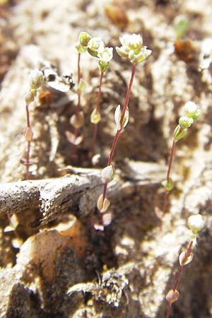 Radiola linoides \ Zwerg-Lein / Allseed, F Bitche 10.7.2010