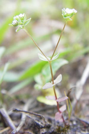 Radiola linoides \ Zwerg-Lein / Allseed, F Bitche 10.7.2010