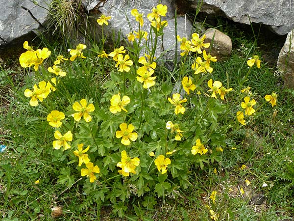 Ranunculus aduncus \ Haken-Hahnenfu / Hooked Buttercup, F Col de la Bonette 8.7.2016