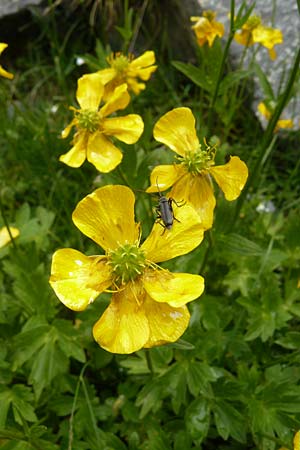 Ranunculus aduncus \ Haken-Hahnenfu / Hooked Buttercup, F Col de la Bonette 8.7.2016