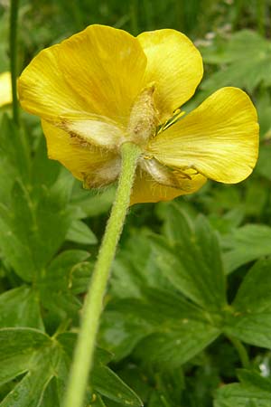 Ranunculus aduncus \ Haken-Hahnenfu / Hooked Buttercup, F Col de la Bonette 8.7.2016