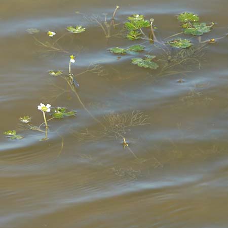 Ranunculus aquatilis \ Gewhnlicher Wasser-Hahnenfu / Common Water Crowfoot, White Water Crowfoot, F Camargue,  Mas-Thibert 2.5.2023