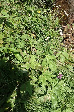 Ranunculus aconitifolius \ Eisenhutblttriger Hahnenfu / Aconite-Leaved Buttercup, F Collet de Allevard 9.7.2016