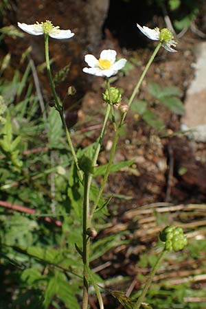 Ranunculus aconitifolius \ Eisenhutblttriger Hahnenfu / Aconite-Leaved Buttercup, F Collet de Allevard 9.7.2016