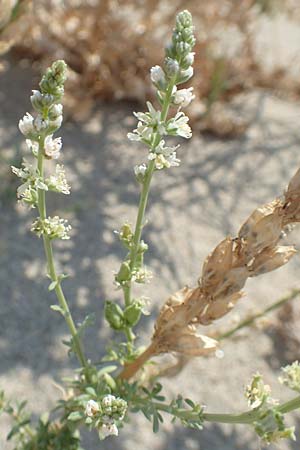 Reseda alba \ Weie Resede / White Mignonette, F Canet-en-Roussillon 27.7.2018