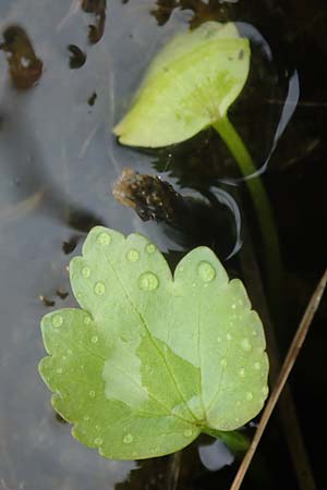 Ranunculus sceleratus \ Gift-Hahnenfu / Celery-Leaved Buttercup, F Lothringen/Lorraine, Marsal 28.4.2023