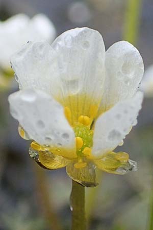 Ranunculus baudotii \ Baudots Wasser-Hahnenfu / Baudot's Water Crowfoot, F Lothringen/Lorraine, Marsal 28.4.2023