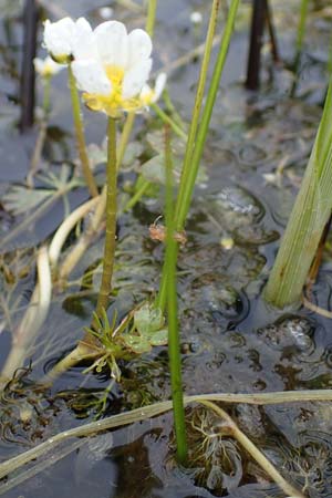 Ranunculus baudotii \ Baudots Wasser-Hahnenfu / Baudot's Water Crowfoot, F Lothringen/Lorraine, Marsal 28.4.2023