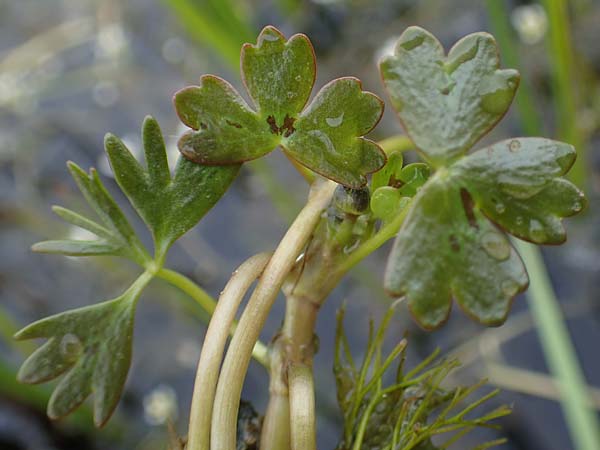 Ranunculus baudotii \ Baudots Wasser-Hahnenfu / Baudot's Water Crowfoot, F Lothringen/Lorraine, Marsal 28.4.2023