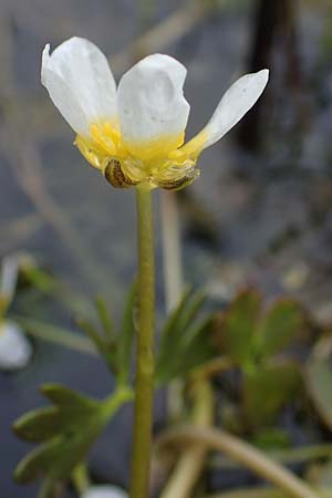 Ranunculus baudotii \ Baudots Wasser-Hahnenfu / Baudot's Water Crowfoot, F Lothringen/Lorraine, Marsal 28.4.2023