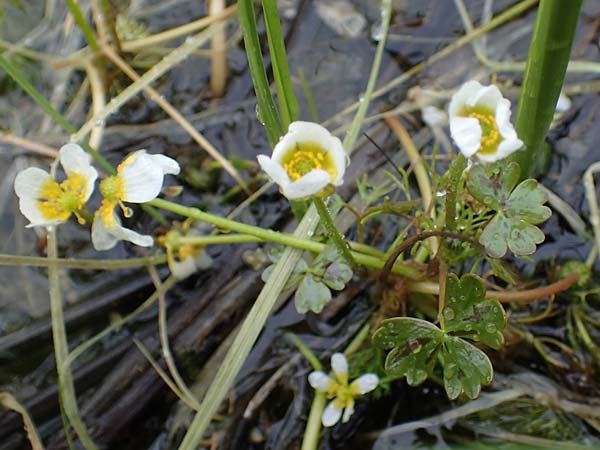Ranunculus baudotii \ Baudots Wasser-Hahnenfu / Baudot's Water Crowfoot, F Lothringen/Lorraine, Marsal 28.4.2023