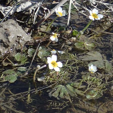 Ranunculus aquatilis \ Gewhnlicher Wasser-Hahnenfu / Common Water Crowfoot, White Water Crowfoot, F Camargue,  Mas-Thibert 2.5.2023