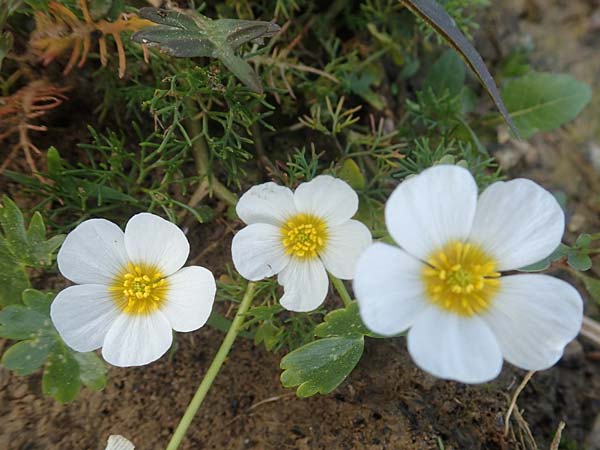 Ranunculus aquatilis \ Gewhnlicher Wasser-Hahnenfu / Common Water Crowfoot, White Water Crowfoot, F Sermoyer 4.5.2023