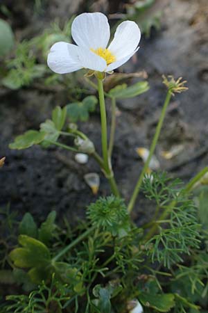 Ranunculus aquatilis \ Gewhnlicher Wasser-Hahnenfu / Common Water Crowfoot, White Water Crowfoot, F Sermoyer 4.5.2023