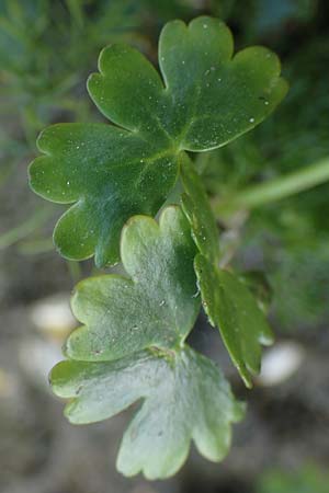 Ranunculus aquatilis \ Gewhnlicher Wasser-Hahnenfu / Common Water Crowfoot, White Water Crowfoot, F Sermoyer 4.5.2023