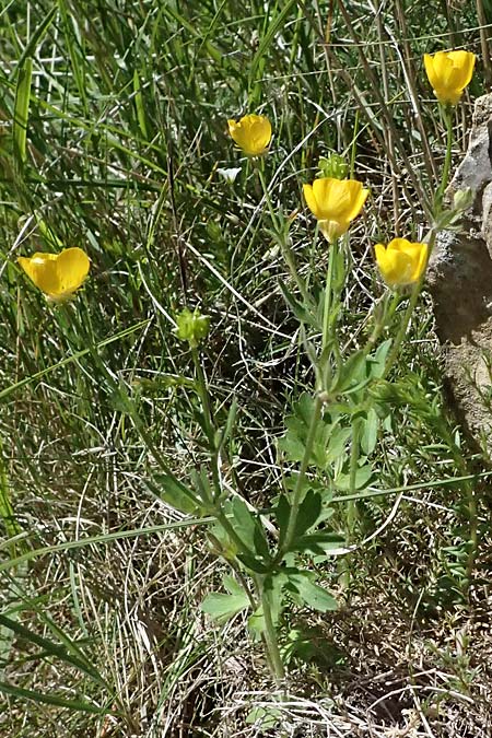 Ranunculus sardous \ Sardischer Hahnenfu�, Rauher Hahnenfu� / Hairy Buttercup, F Berghe Superieur 18.5.2026