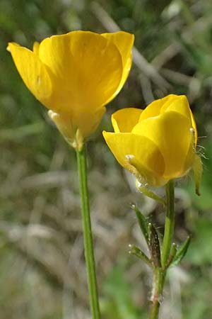 Ranunculus sardous \ Sardischer Hahnenfu�, Rauher Hahnenfu� / Hairy Buttercup, F Berghe Superieur 18.5.2026
