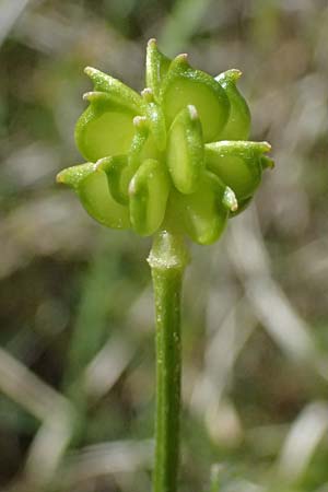Ranunculus sardous \ Sardischer Hahnenfu�, Rauher Hahnenfu� / Hairy Buttercup, F Berghe Superieur 18.5.2026