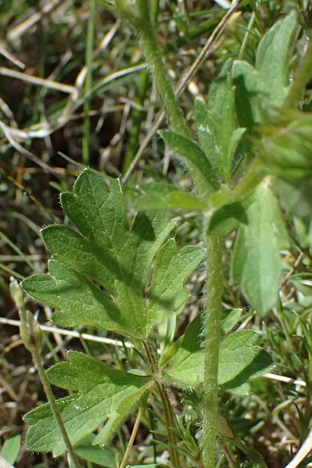 Ranunculus sardous \ Sardischer Hahnenfu�, Rauher Hahnenfu� / Hairy Buttercup, F Berghe Superieur 18.5.2026
