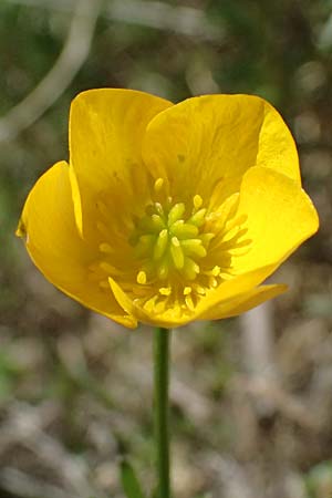 Ranunculus sardous \ Sardischer Hahnenfu�, Rauher Hahnenfu� / Hairy Buttercup, F Berghe Superieur 18.5.2026