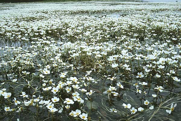 Ranunculus fluitans \ Flutender Hahnenfu / River Water Crowfoot, F Pont du Gard 3.6.1982