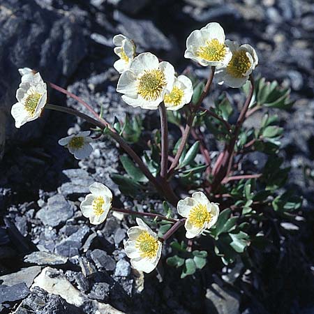 Ranunculus glacialis \ Gletscher-Hahnenfu / Glacier Crowfoot, F Col du Galibier 29.6.1998