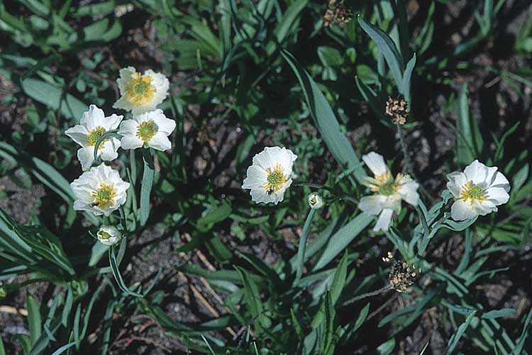 Ranunculus kuepferi \ K&uuml;pfers Hahnenfu� / Kuepfer's Buttercup, F Col de Granon 26.6.2000