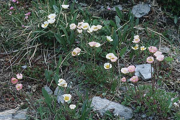 Ranunculus glacialis \ Gletscher-Hahnenfu / Glacier Crowfoot, F Col de Granon 26.6.2000