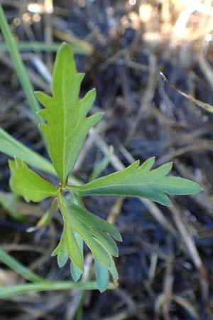 Ranunculus brunnescentoides \ Els&auml;sser R&ouml;richt-Gold-Hahnenfu� / Alsacian Reedbed Goldilocks, F Valff 29.4.2016