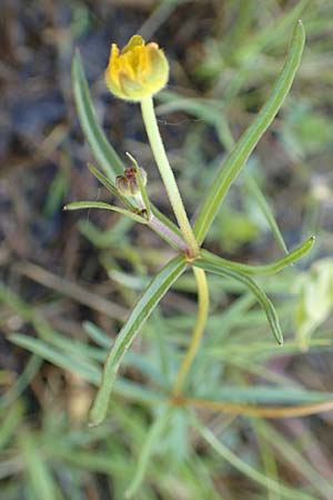 Ranunculus brunnescentoides \ Els&auml;sser R&ouml;richt-Gold-Hahnenfu� / Alsacian Reedbed Goldilocks, F Valff 29.4.2016