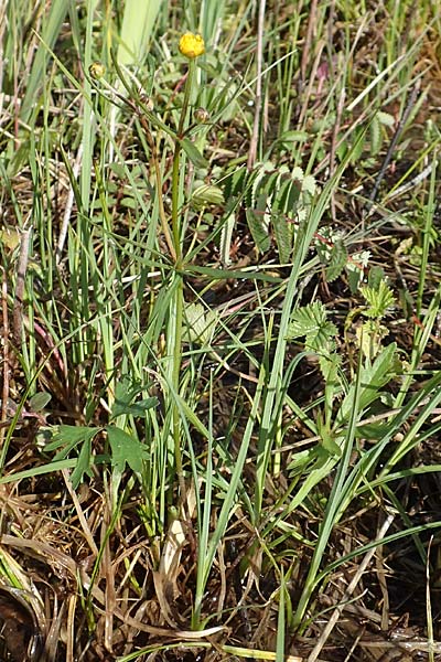 Ranunculus brunnescentoides \ Els&auml;sser R&ouml;richt-Gold-Hahnenfu� / Alsacian Reedbed Goldilocks, F Valff 29.4.2016