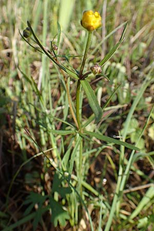 Ranunculus brunnescentoides \ Els&auml;sser R&ouml;richt-Gold-Hahnenfu� / Alsacian Reedbed Goldilocks, F Valff 29.4.2016