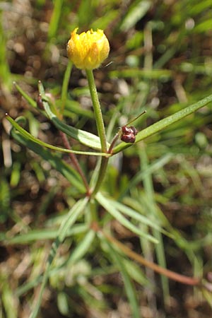Ranunculus brunnescentoides \ Els&auml;sser R&ouml;richt-Gold-Hahnenfu� / Alsacian Reedbed Goldilocks, F Valff 29.4.2016