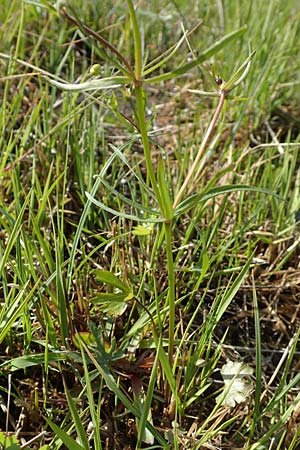 Ranunculus brunnescentoides \ Els&auml;sser R&ouml;richt-Gold-Hahnenfu� / Alsacian Reedbed Goldilocks, F Valff 29.4.2016