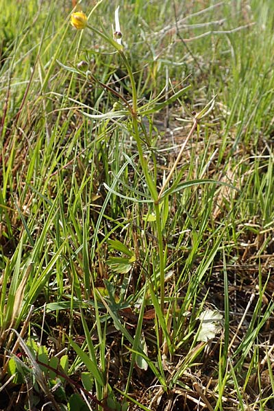 Ranunculus brunnescentoides \ Els&auml;sser R&ouml;richt-Gold-Hahnenfu� / Alsacian Reedbed Goldilocks, F Valff 29.4.2016