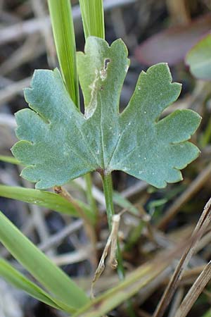 Ranunculus brunnescentoides \ Els&auml;sser R&ouml;richt-Gold-Hahnenfu� / Alsacian Reedbed Goldilocks, F Valff 29.4.2016
