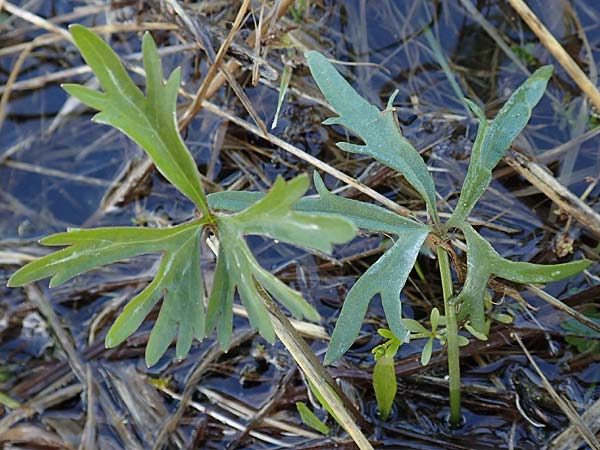 Ranunculus brunnescentoides \ Els&auml;sser R&ouml;richt-Gold-Hahnenfu� / Alsacian Reedbed Goldilocks, F Valff 29.4.2016