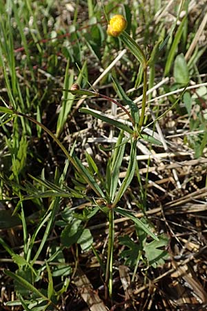 Ranunculus brunnescentoides \ Els&auml;sser R&ouml;richt-Gold-Hahnenfu� / Alsacian Reedbed Goldilocks, F Valff 29.4.2016
