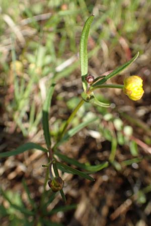 Ranunculus brunnescentoides \ Els&auml;sser R&ouml;richt-Gold-Hahnenfu� / Alsacian Reedbed Goldilocks, F Valff 29.4.2016