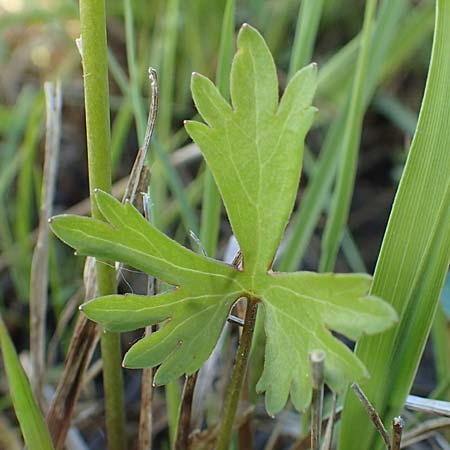 Ranunculus brunnescentoides \ Els&auml;sser R&ouml;richt-Gold-Hahnenfu� / Alsacian Reedbed Goldilocks, F Valff 29.4.2016